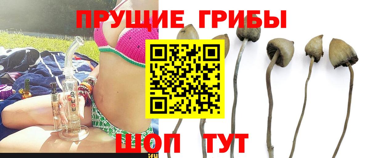 Галлюциногенные грибы Psilocybe  Вход с VPN  Фурманов 
